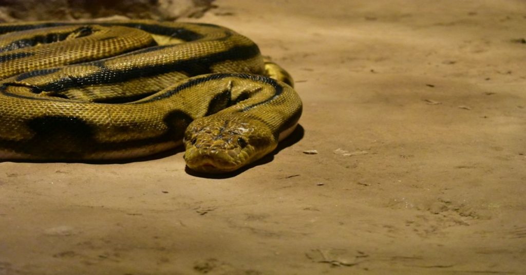 Aprenda a arquitetar um sistema escalável de geração de passes digitais usando Python, FastAPI e filas assíncronas para suportar alta demanda.