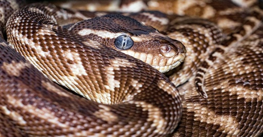 Aprenda a construir um aplicativo desktop RAG com Python. Veja a arquitetura de IA local, vetorização e interfaces fluidas sem expor dados confidenciais.