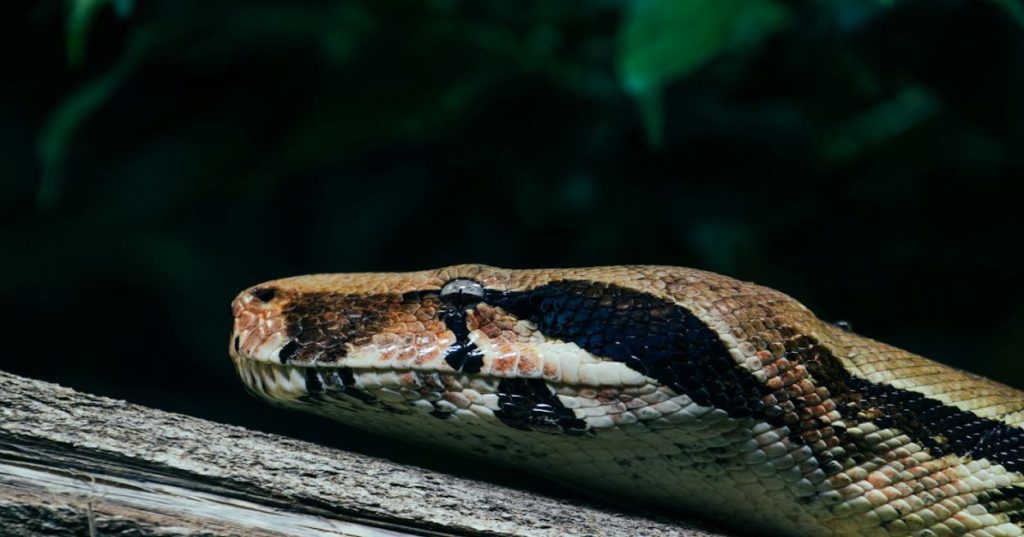 Aprenda a estruturar uma arquitetura backend Python para IA de alta performance: APIs assíncronas, cache semântico e processamento desacoplado.