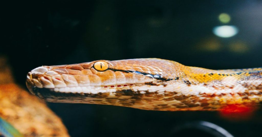 Aprenda a criar um pipeline em Python para extrair e normalizar habilidades técnicas de perfis profissionais, acelerando sua base de candidatos.