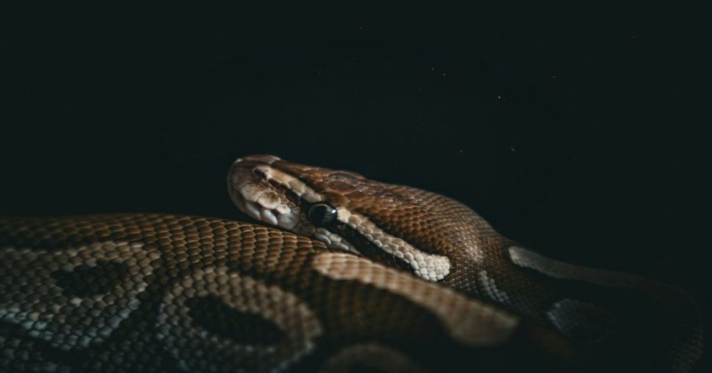 Aprenda a construir um script compacto em Python para extrair URLs orgânicas das páginas de resultados do Google (SERP) com automação e performance.