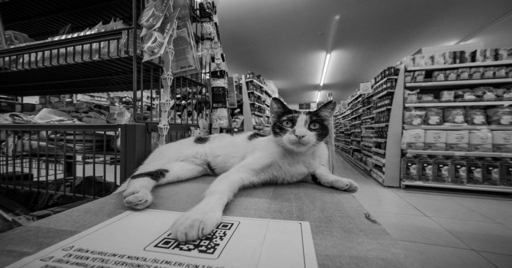 Descubra como estruturar a gestão de catálogo no Shopify unindo copywriting, otimização visual e automações nativas para acelerar sua operação.