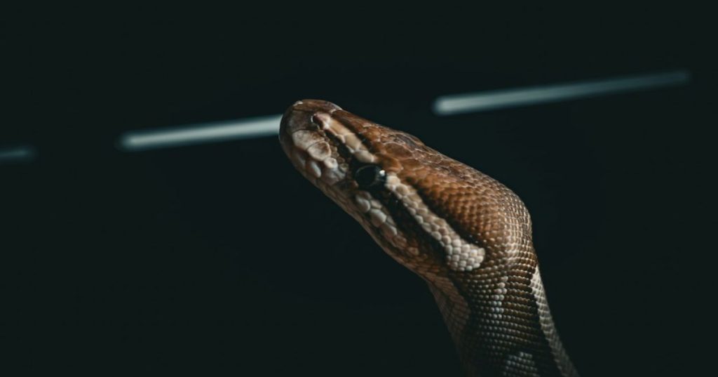 Aprenda a arquitetar e otimizar interfaces desktop em Python para coordenar agentes de IA em tempo real, evitando travamentos com pipelines assíncronos.