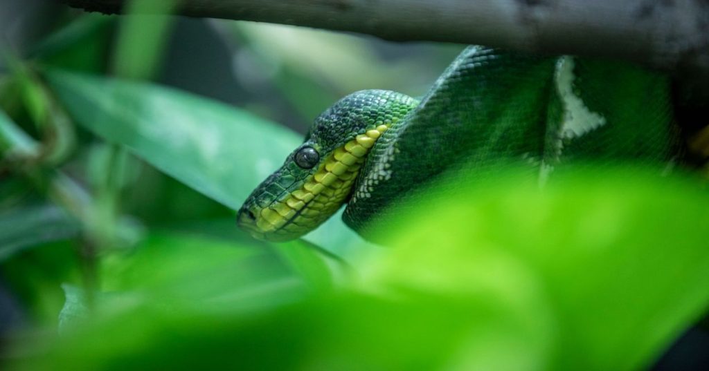 Aprenda a projetar um pipeline de segmentação de veículos em Python, combinando precisão geométrica, inferência otimizada e visão computacional aplicada.