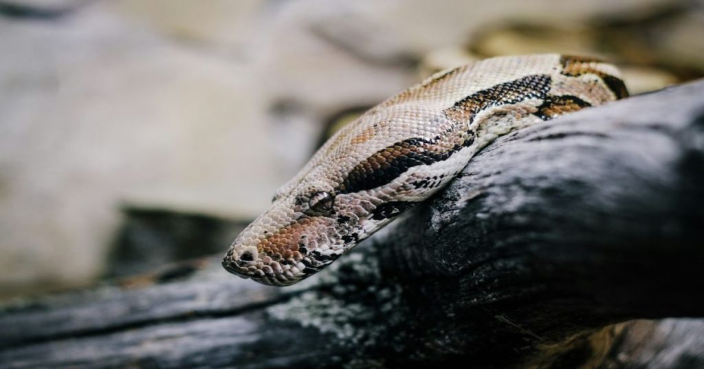 Aprenda a estruturar um pipeline em Python combinando IA e SEO programático para transformar seu site em uma fonte contínua de leads qualificados.