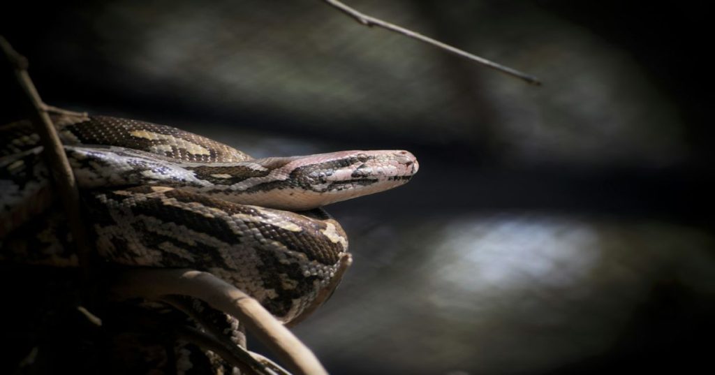Aprenda a estruturar rotinas de validação de código para sistemas de controle com Python, cobrindo testes de margem de estabilidade e robustez industrial.